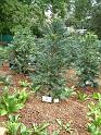 Wollemi pine display RBG Oct 05